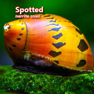 Spotted nerrite snail